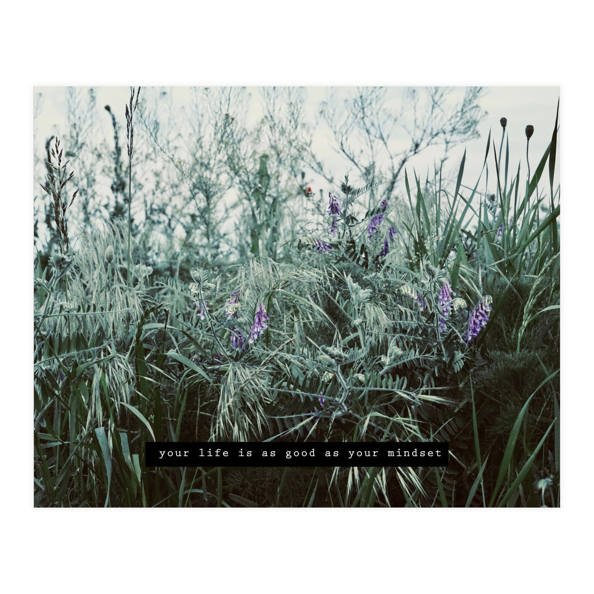 Photography - Summer Garden (Print Only)