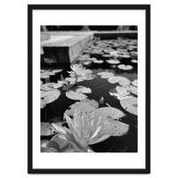 Lotus Pond | Black & White Portrait