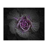 Backyard Flowers No 108 Color Version (Print Only)