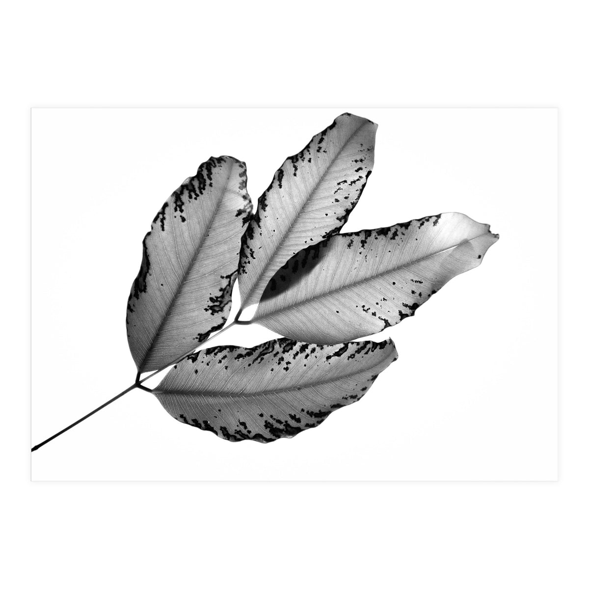 Branches and Leaves, 2016, 1 (Print Only)