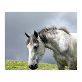 White Horse (Print Only) thumbnail