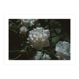 Dark Paradise (Print Only) thumbnail