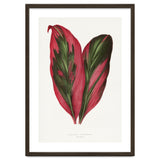 Alexander Francis Lydon & Benjamin Fawsett – Pink Dracaena Terminalis Leaf (1865) thumbnail