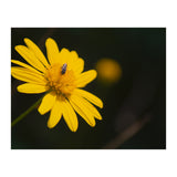 SUNFLOWER. (Print Only) thumbnail
