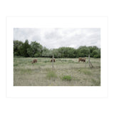Cows in the farm (Print Only) thumbnail
