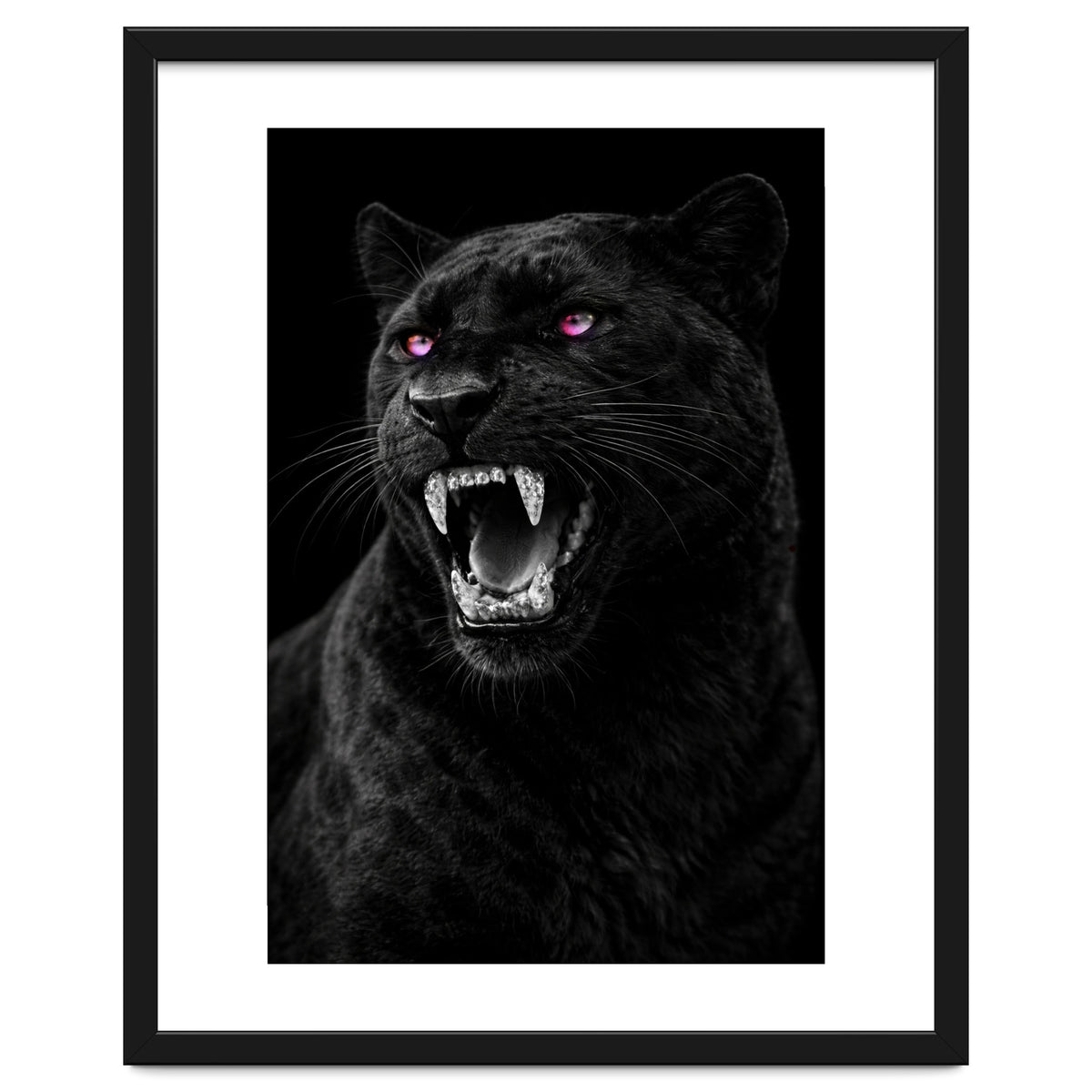 Black leopard with colorful eyes portrait