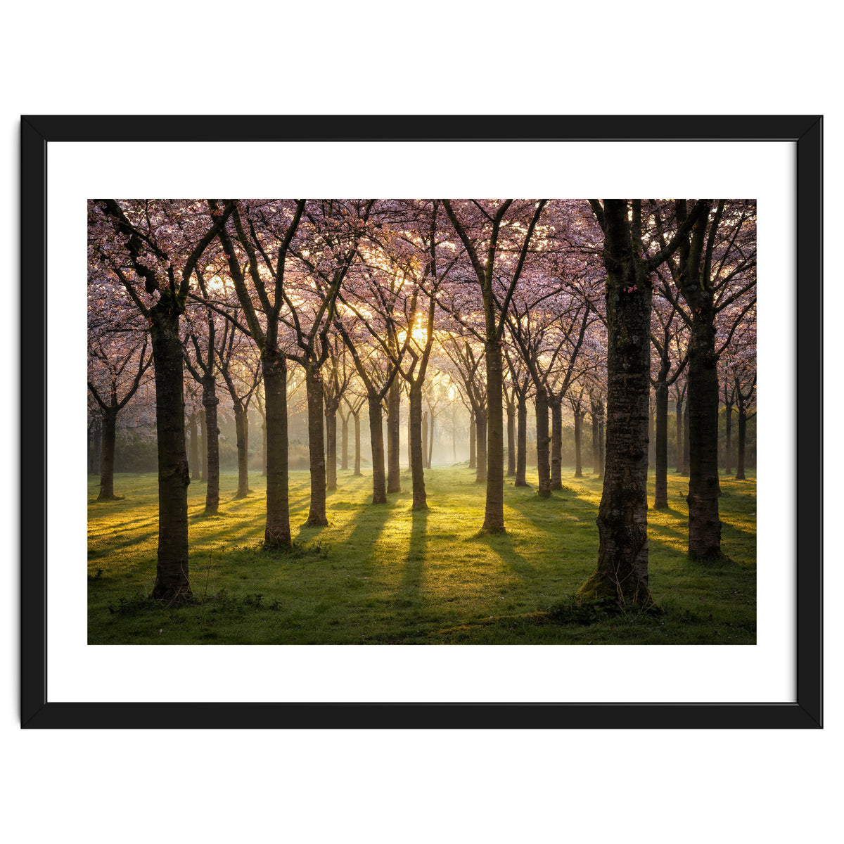 Blooming cherry trees in soft morning light