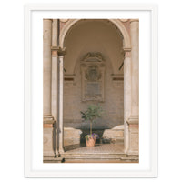 Sacred Olive Tree at the Cathedral