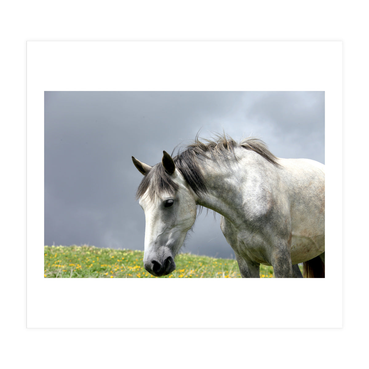 White Horse (Print Only)