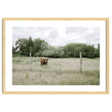 Cow in the farm thumbnail