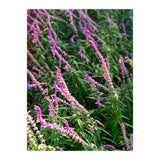 Lavender Flowers (Print Only) thumbnail