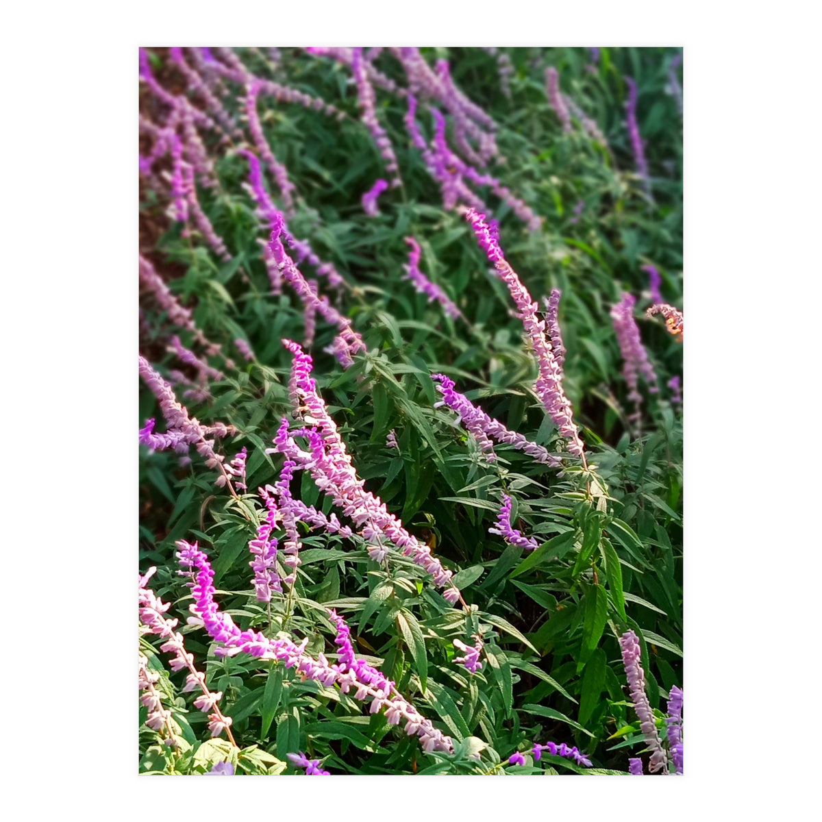 Lavender Flowers (Print Only)