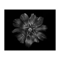 Backyard Flowers In Black And White 22 (Print Only)