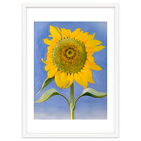 Georgia O’Keeffe – Sunflower, New Mexico (1935) | Bold Modernist Floral Painting Inspired by the American Southwest