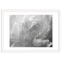Ethereal Monochromatic Peony Petal Macro