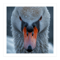 Close Up Of A Swan's Face With Water Droplets (Print Only)