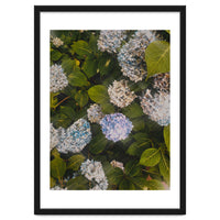 Hydrangeas | Portrait