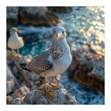 Seagull Standing On Rocks Near Water (Print Only) thumbnail