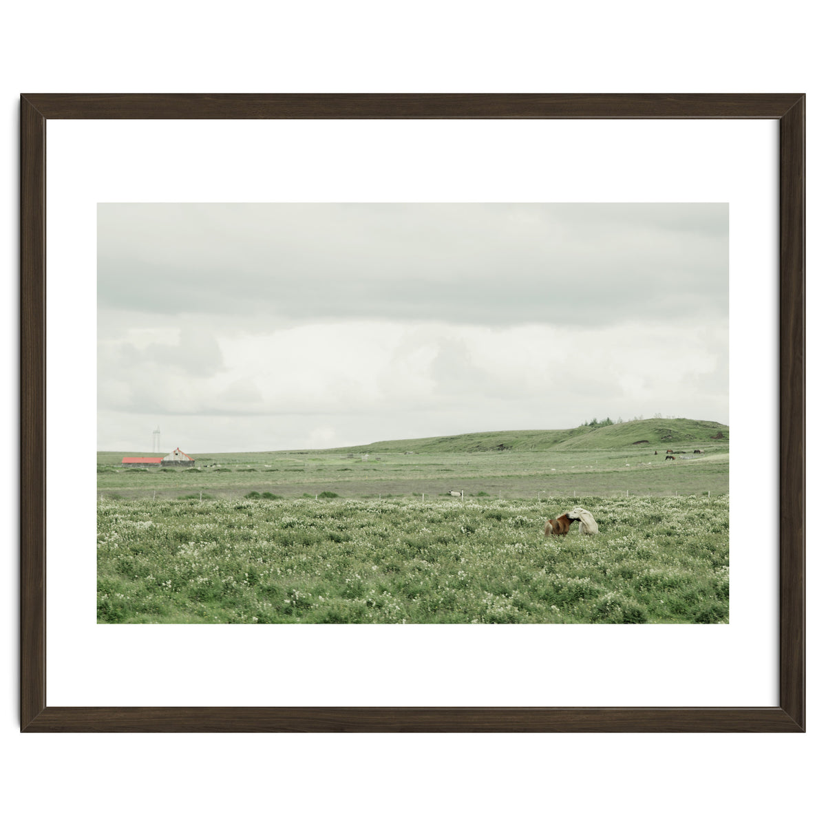 Horses in the middle of the green field - Iceland