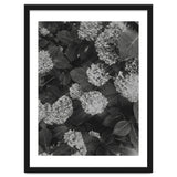 Hydrangeas | Black & White Portrait thumbnail