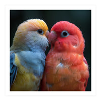 Two Lovebirds Nuzzling Close Up Portrait (Print Only)