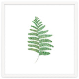 Fern thumbnail