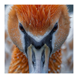 Close Up Of A Pelican's Beak With Water Droplets (Print Only) thumbnail