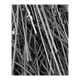Black Tectorius Plant Shoots Art (Print Only) thumbnail