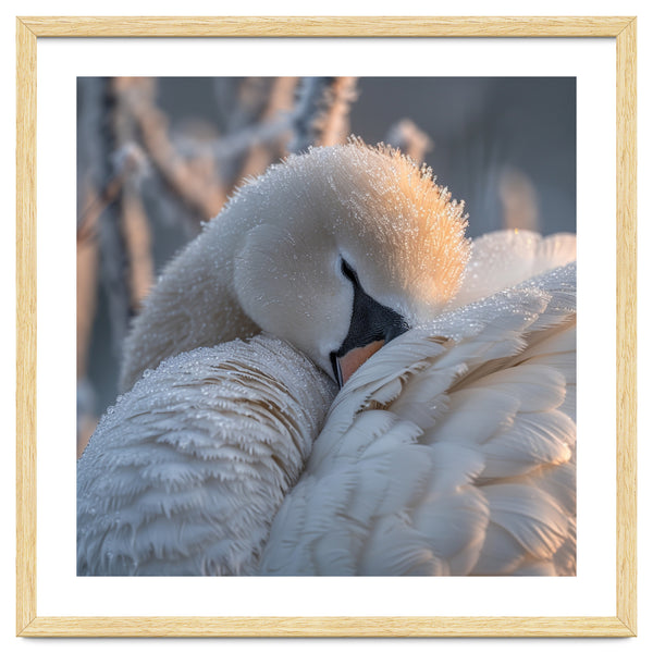 Close Up Of A Swan Covered In Frost And Dew
