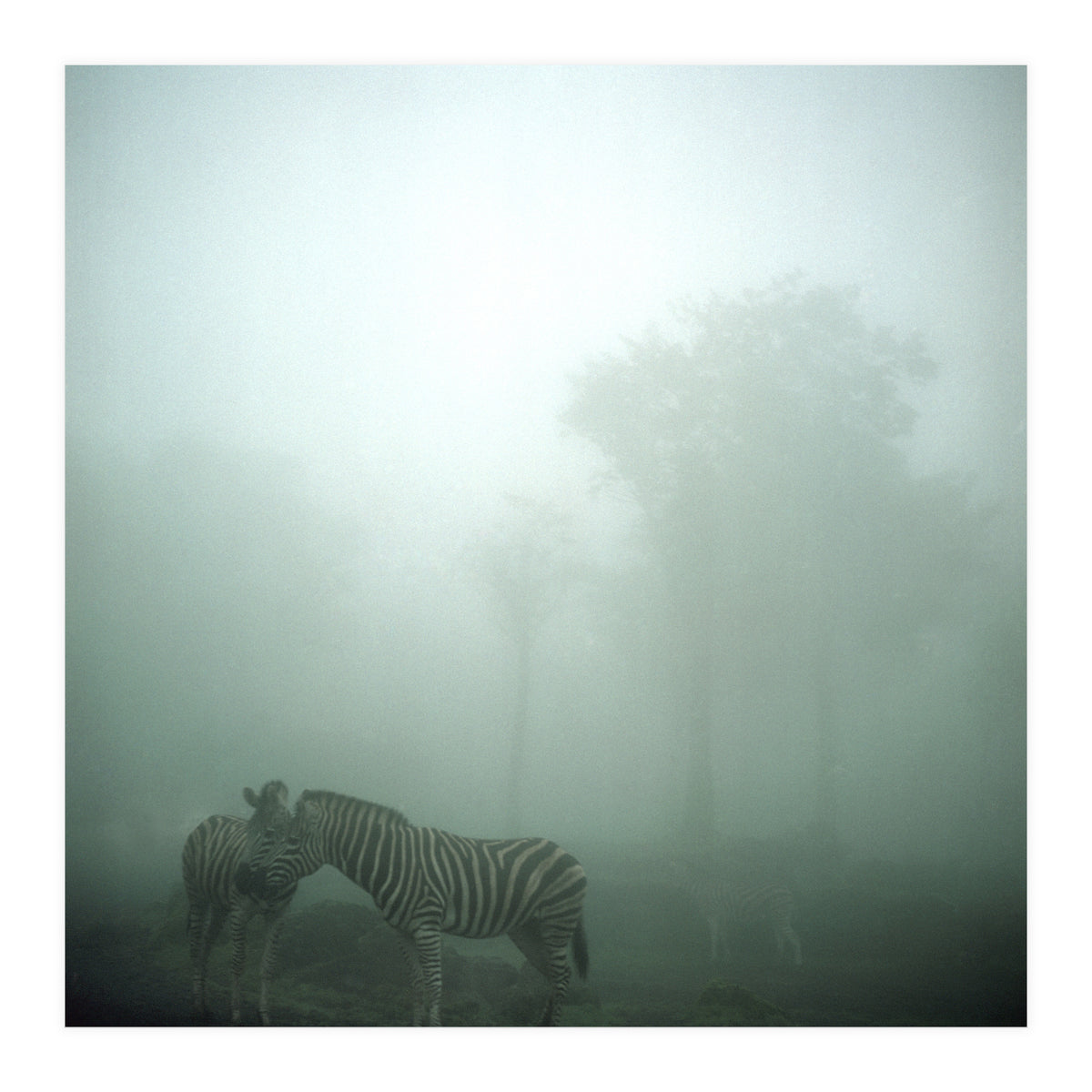 Silence of breath - 15 (Print Only)