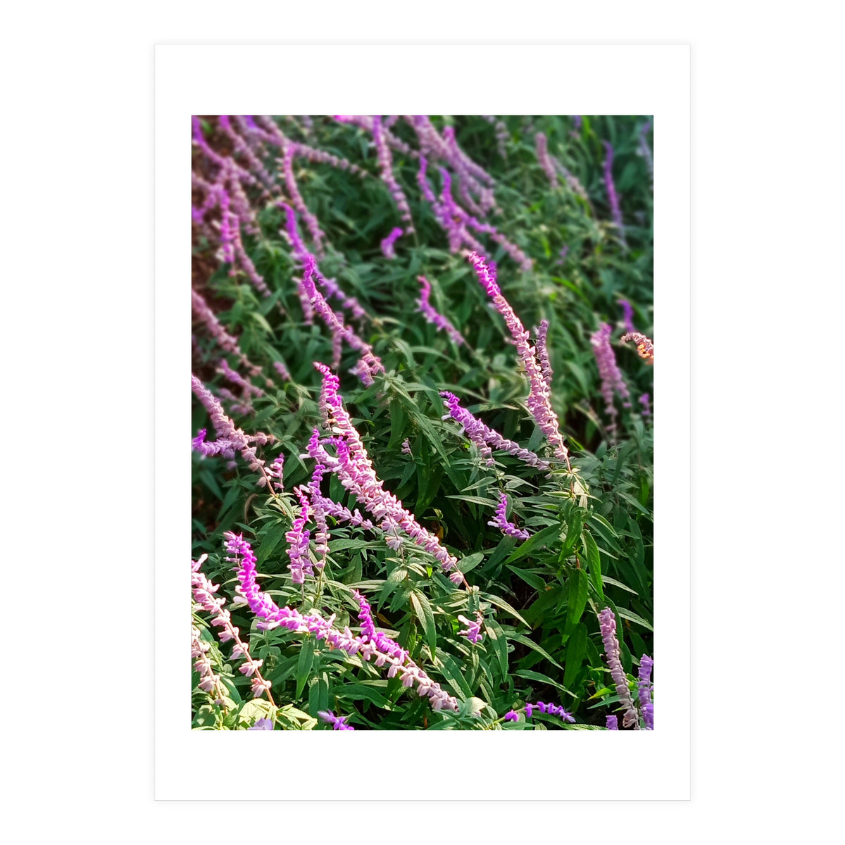 Lavender Flowers (Print Only)