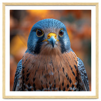 Close Up Of A Kestrel Bird Of Prey Portrait