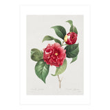 Pierre-Joseph Redouté – Finest Flowers and Fruits (1833) (Print Only) thumbnail