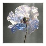 Shirley Poppy | Morning Silk (Print Only) thumbnail