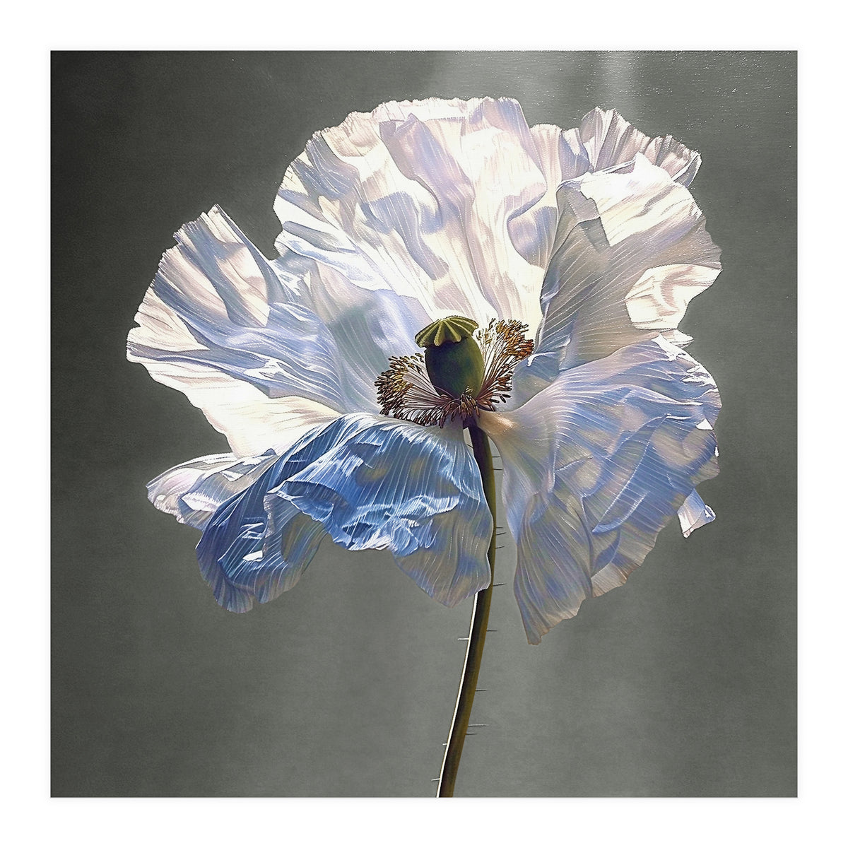 Shirley Poppy | Morning Silk (Print Only)