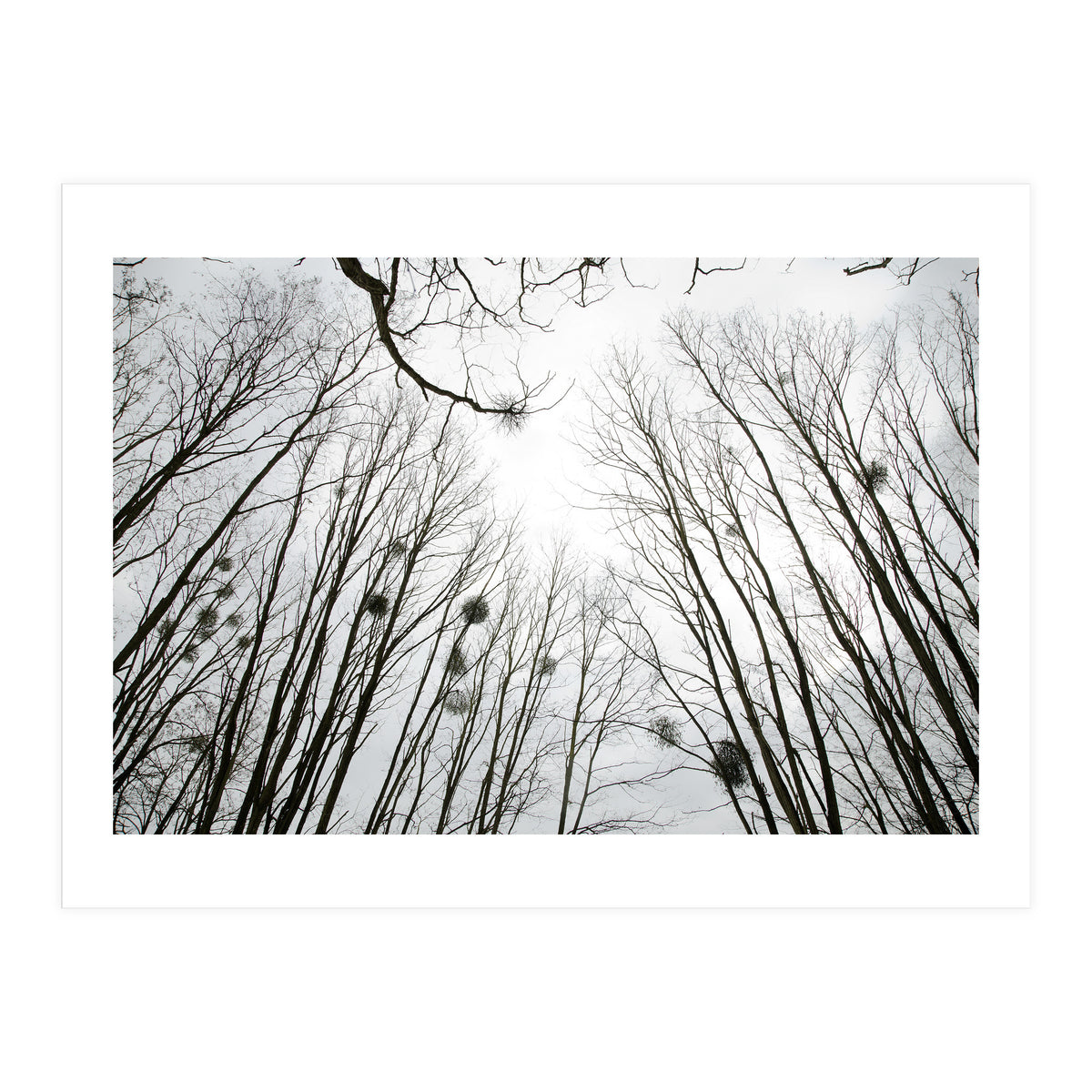 Bare trees in the winter sky (Print Only)