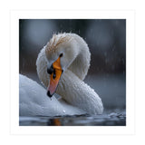 White Swan Bird With Water Droplets In Rain (Print Only) thumbnail