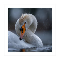 White Swan Bird With Water Droplets In Rain (Print Only)