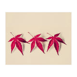 Dancing Leaves (Print Only) thumbnail