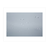 Flying seagulls in the winter sky (Print Only) thumbnail