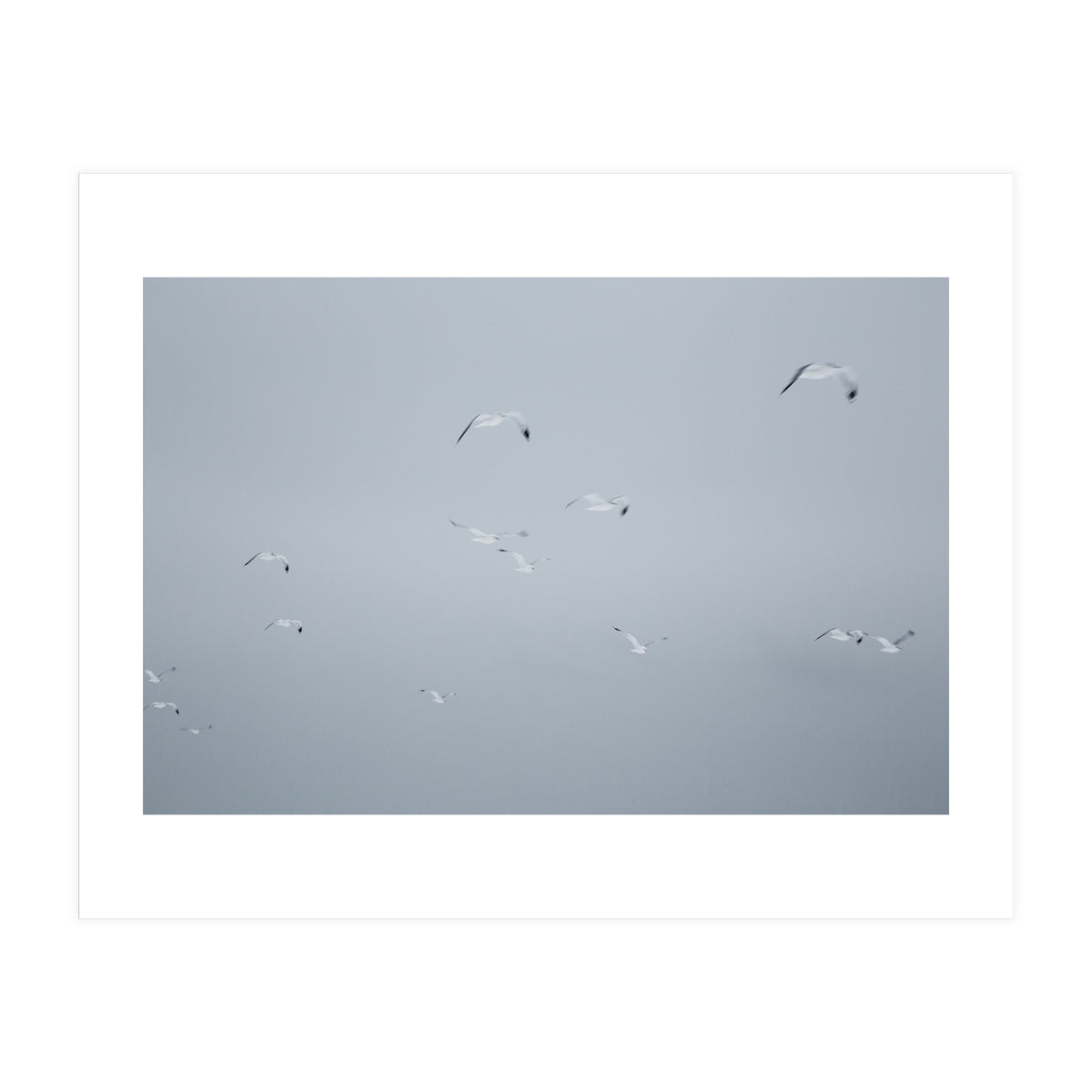Flying seagulls in the winter sky (Print Only)