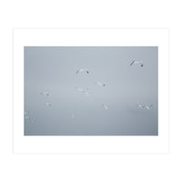 Flying seagulls in the winter sky (Print Only)