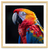 Scarlet Macaw Parrot Vibrant Plumage Close Up thumbnail
