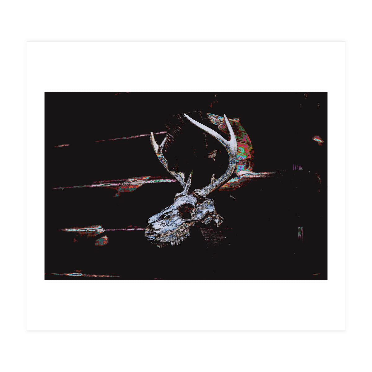 Deer Skull (Print Only)