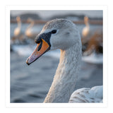 Majestic Swan Portrait In Snowy Waters (Print Only) thumbnail