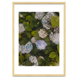Hydrangeas | Portrait thumbnail