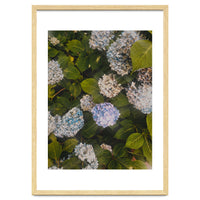 Hydrangeas | Portrait