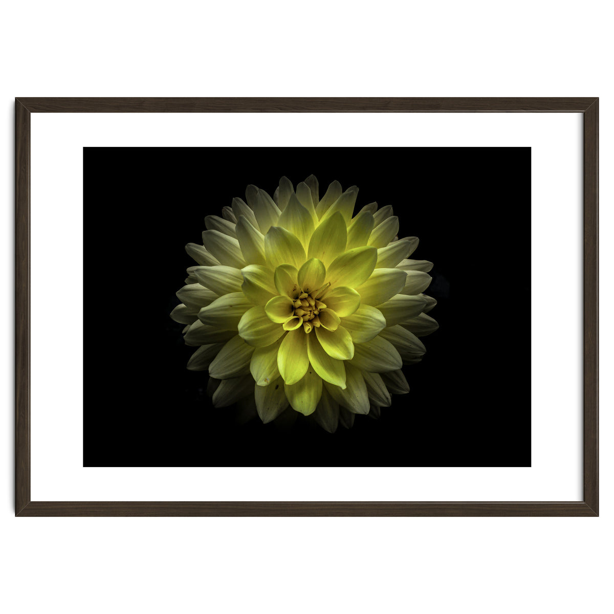 Backyard Flowers No 128 Color Version