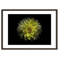 Backyard Flowers No 128 Color Version