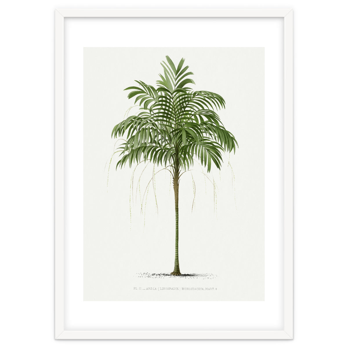 Oswald de Kerchove de Denterghem – Vintage Palm Tree Illustration (1878)